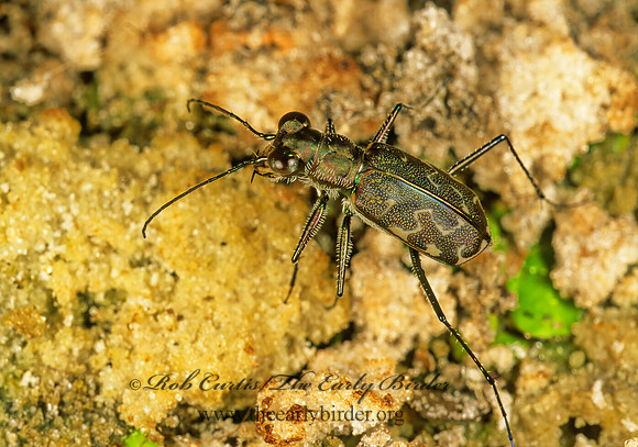 Cincindela trifasciata 260820z