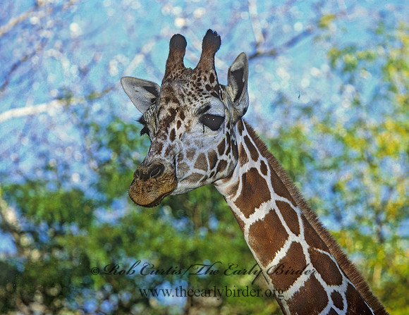 Giraffa camelopardalis rothschildii  ROTHCHILD'S GIRAFFE 293905z