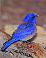 Sialia mexicana WESTERN BLUEBIRD 122213z
