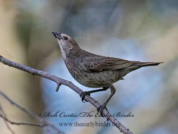 Molothrus ater BROWN-HEADED COWBIRD 6041852z