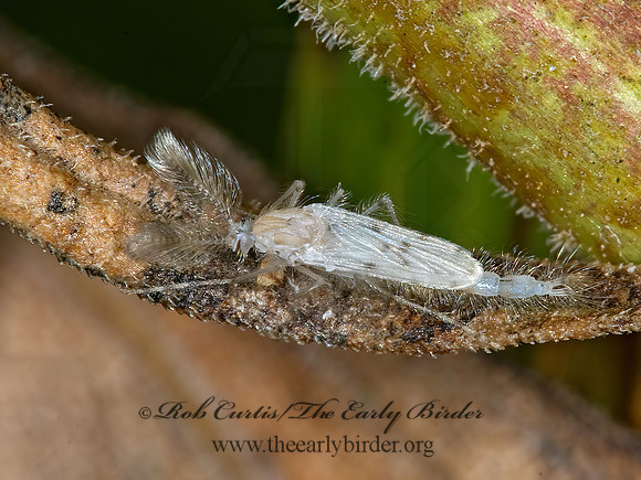 Chaoborus albatus  PHANTOM MIDGE 6013216z
