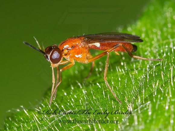 Loxocera cylindrica  RUST FLY 9003167z