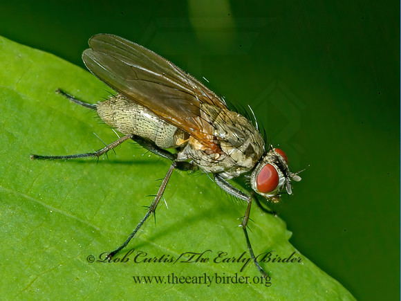 Delia or Botanophila  ROOT-MAGGOT FLY 4003124_1z
