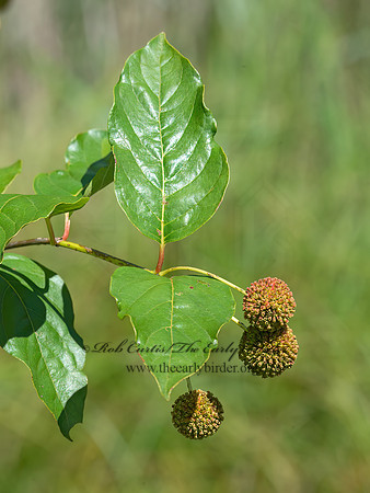 Cephalanthus occidentalis   BUTTONBUSH 9040585z