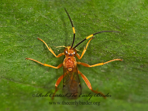 Ichneumonidae  ORANGE ICHNEUMON 9041299z