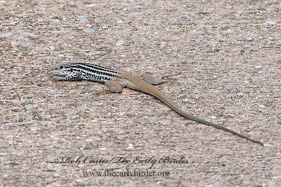 Aspidoscelis scalaris  PLATEAU SPOTTED WHIPTAIL 6040767z