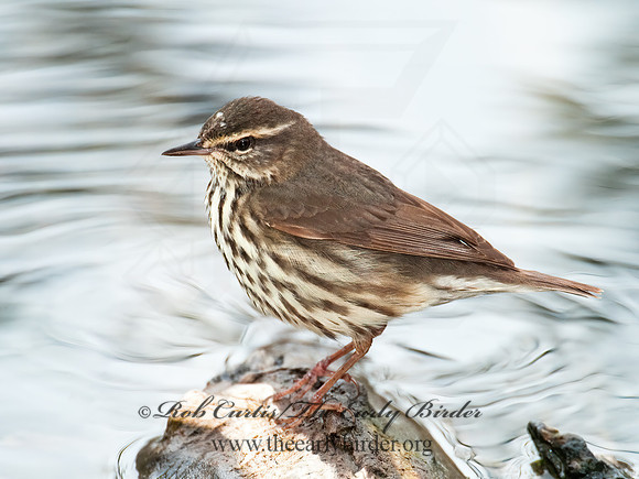 Parkesia noveboracensis  NORTHERN WATERTHRUSH 3007620z