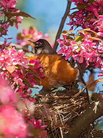 Turdus migratorius  AMERICAN ROBIN 9044310z