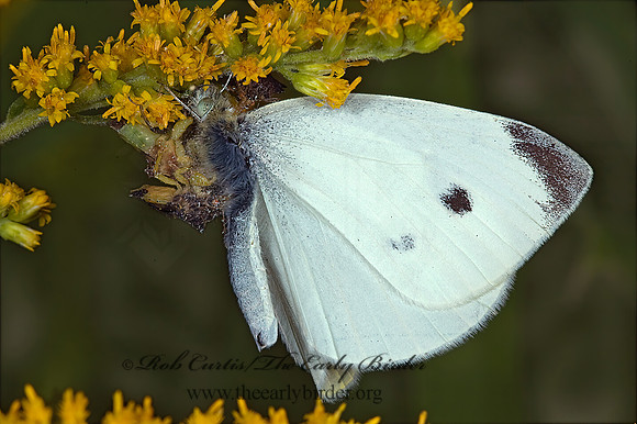 Phymata 5014724z