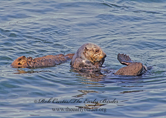 Enhydra lutris kenyoni  NORTHERN SEA OTTER 225409 z