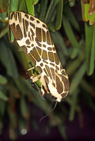 Hypercompe cotyora ARCTIINI TIGER MOTH 202116~z