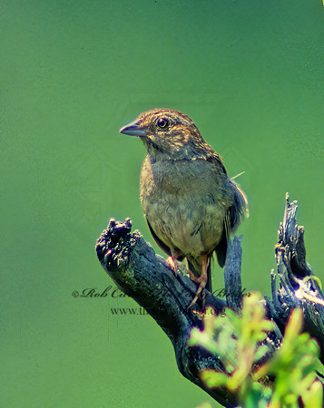 Peucaea aestivalis  BACHMAN'S SPARROW 21511z