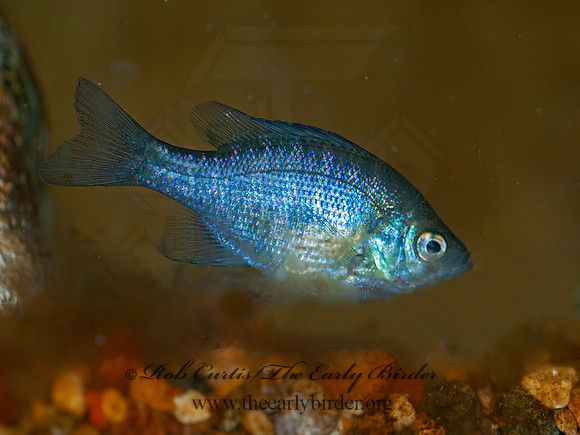 Lepomis macrochirus  BLUEGILL 3016842z