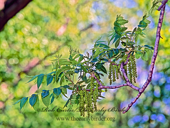 Fraxinus nigra  BLACK ASH 265918z