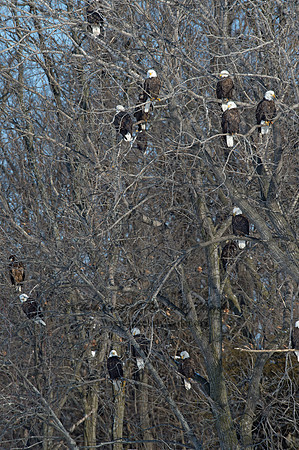 Haliaeetus leucocephalus  BALD EAGLE 9018963z