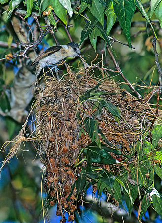 Pachyramphus aglaiae  ROSE-THROATED BECARD 94936z