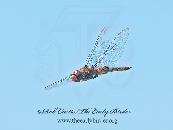 Pantala hymenaea SPOT-WINGED GLIDER 3014500z