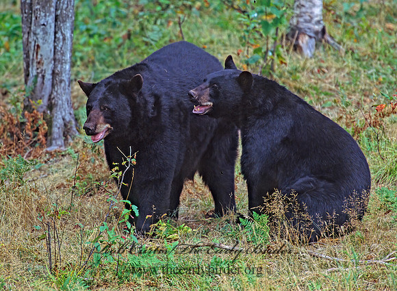 Ursus americanus  BLACK BEAR  293116z