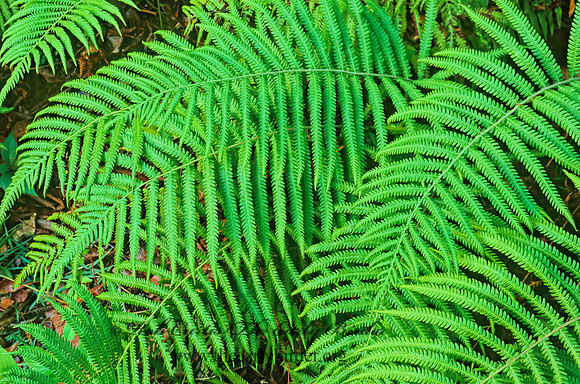 Pelazoneuron kunthii~  KUNTH'S MAIDEN FERN 248725z