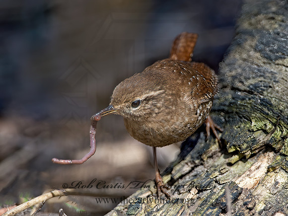 Troglodytes hiemalis  WINTER WREN 9028244z