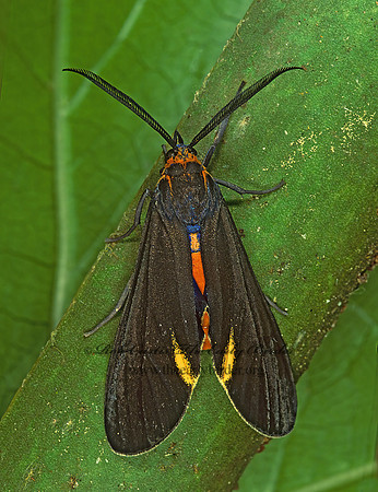 Dahana atripennis  BLACK-VEINED DAHANA 246516 z