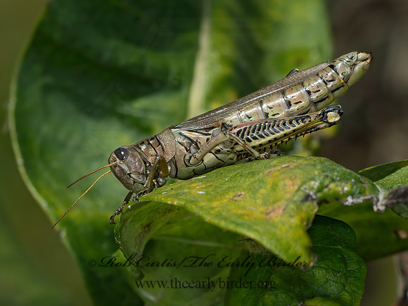 Melanoplus differentialis  DIFFERENTIAL GRASSHOPPER 9041500z
