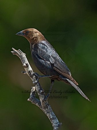 Molothrus ater  BROWN-HEADED COWBIRD 3033129z