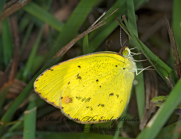 Pyrisitia lisa  LITTLE YELLOW 6013179z