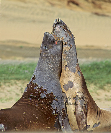 Mirounga angustirostris  NORTHERN ELEPHANT SEAL 110837z