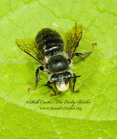 Anthophora 5011920z