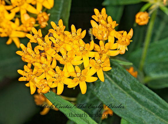 Asclepias tuberosa   YELLOW MILKWEED 6026811z