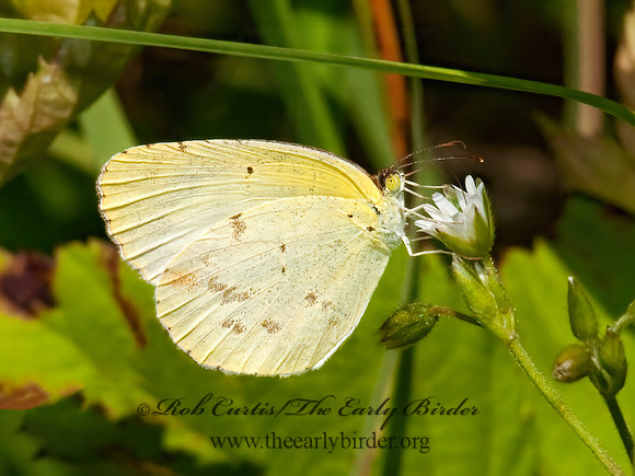 Pyrisitia lisa  LITTLE YELLOW 3002738z