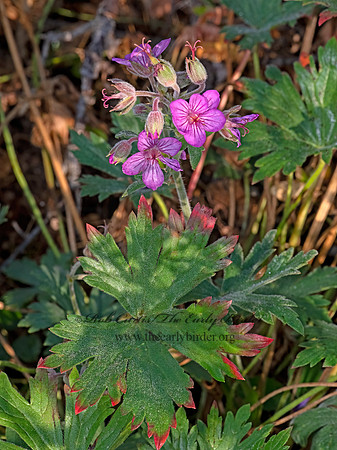 Geranium viscosissimum  STICKY PURPLE GERANIUM 3024150-z