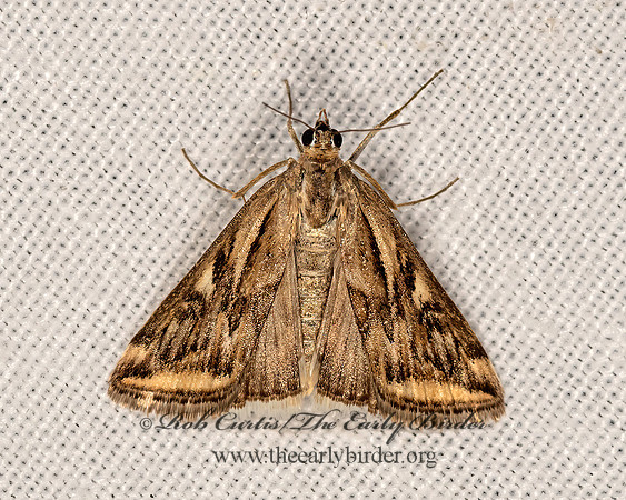 Loxostege cereralis  ALFALFA WEBWORM 3025163z