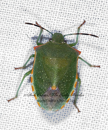 Thyanta custator accerra  RED-SHOULDERED STINKBUG 6024659z