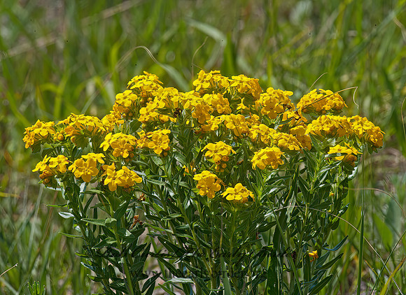 Lithospermum canescens  HOARY PUCCOON 8028626z