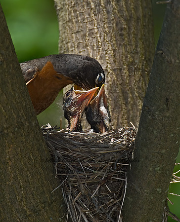 Turdus migratorius  AMERICAN ROBIN 6006183z