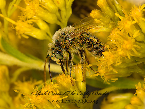 Melissodes (Eumelissodes) tp2  LONG-HORNED BEE  9053430z