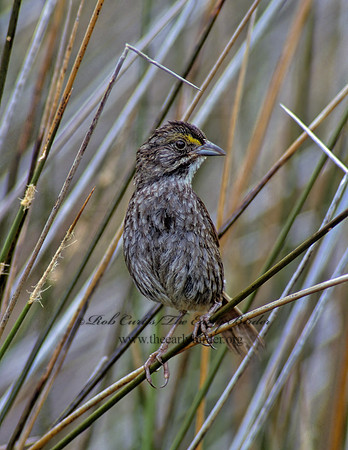 Ammospiza maritima  SEASIDE SPARROW 256616z