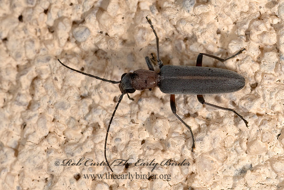 Oxacis  FALSE BLISTER BEETLE 3039442z