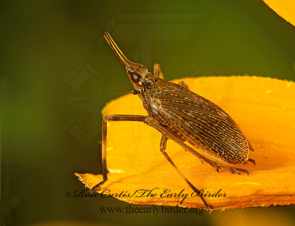 Scolops sulcipes 1113924 z