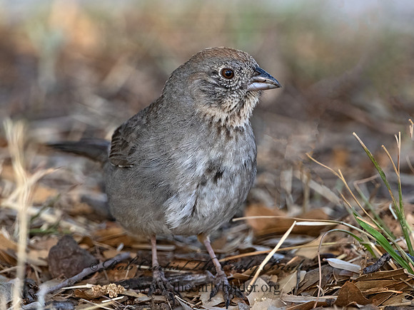 Melozone fuscus  CANYON TOWHEE 3037210z