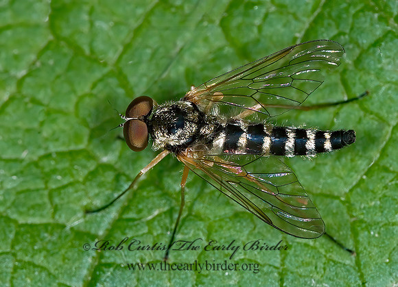 Chrysopilus ornatus SNIPE FLY 6006863z
