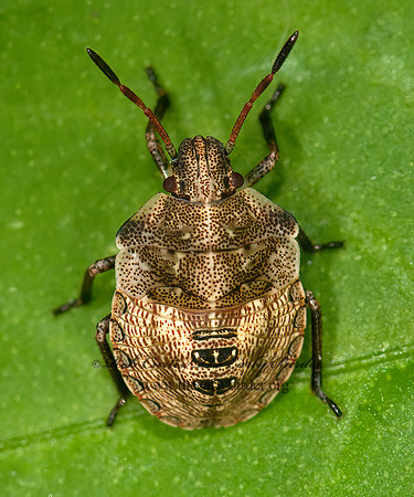 Euschistus  BROWN STINKBUG 3014400z
