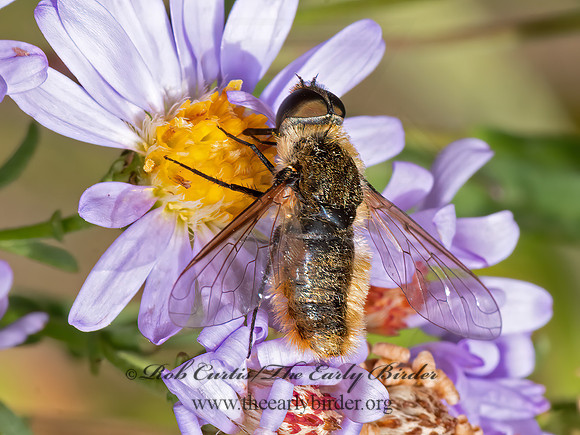 Villa  BEE FLY 3024528z