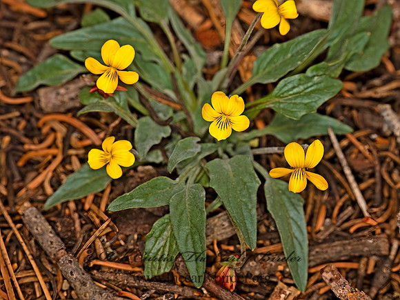 Viola nuttallii NUTTALL'S VIOLET 9058722z