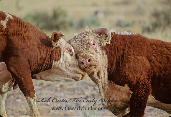 Bos taurus  BULL 104818z