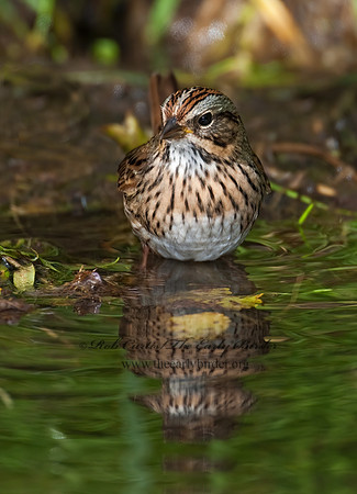 Melospiza lincolnii  LINCOLN'S SPARROW 3004448z