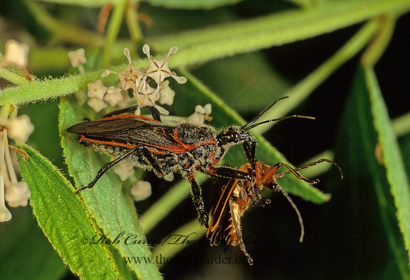 Apiomerus crassipes  ASSASSIN BUG 173426z
