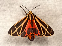 Apantesis TIGER MOTH 9052973z